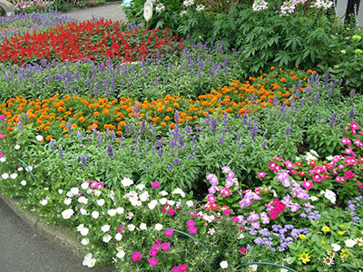三角公園８月の花壇写真2
